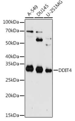 Western Blot: DDIT4 Antibody [NBP2-92942] - Western blot analysis of extracts of various cell lines, using DDIT4 antibody (NBP2-92942) at 1:1000 dilution. Secondary antibody: HRP Goat Anti-Rabbit IgG (H+L) at 1:10000 dilution. Lysates/proteins: 25ug per lane. Blocking buffer: 3% nonfat dry milk in TBST. Detection: ECL Enhanced Kit. Exposure time: 180s.